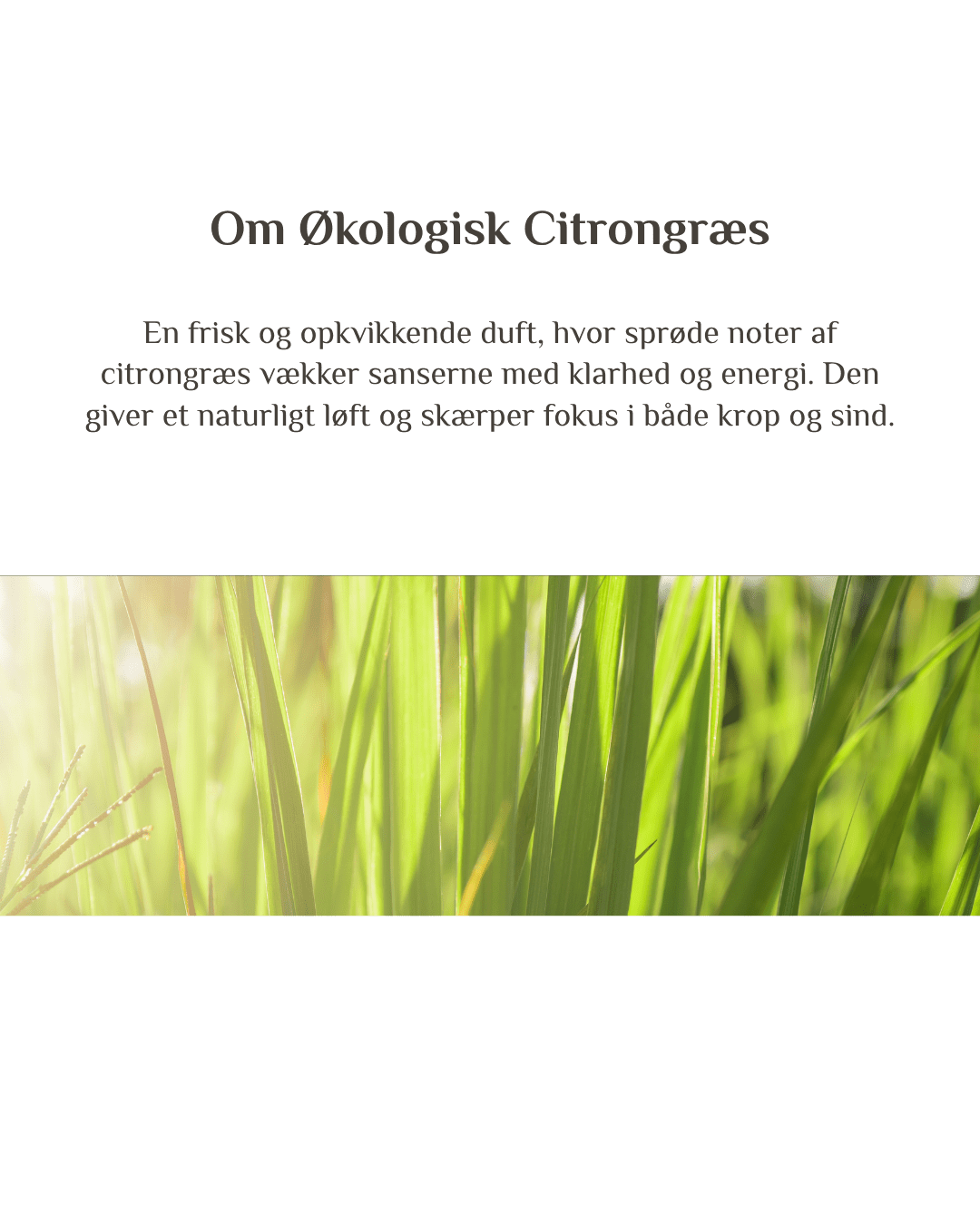 Økologisk Citrongræs - Zenffuser