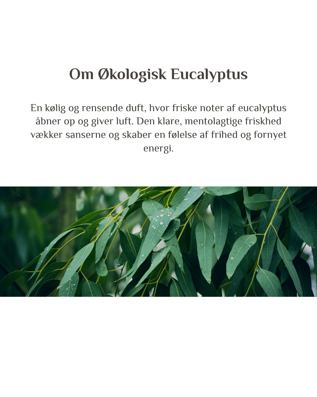 Økologisk Eucalyptus - Zenffuser
