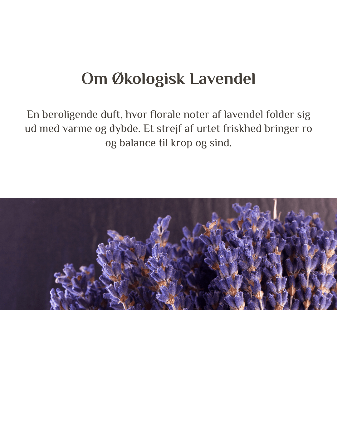 Økologisk Lavendel - Zenffuser